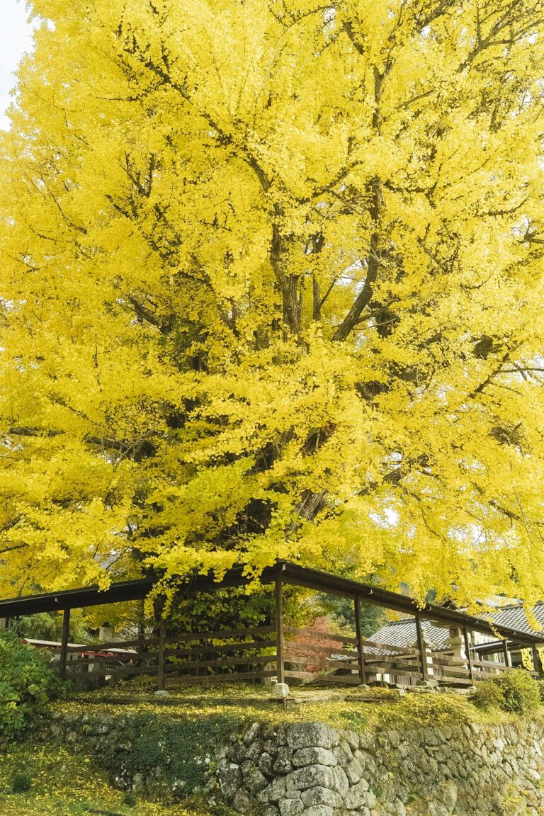 長楽寺の大銀杏